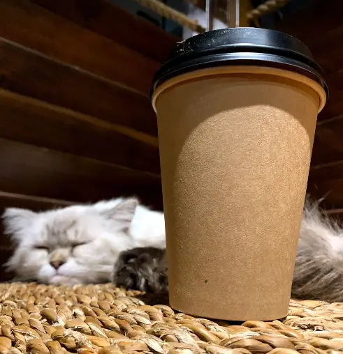 في الرياض قطط مقهى قصة مقهى